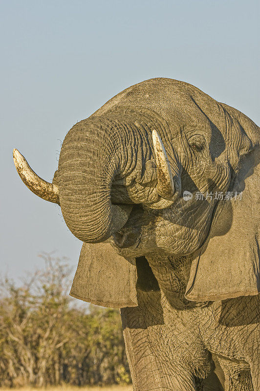 非洲象群饮水，Loxodonta africana，丘比国家公园的Savute地区，博茨瓦纳，长鼻，象科